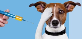 Главные мифы о прививках собаке