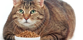 Лечение ожирения у кошек