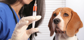 Подготовка собак к вакцинации