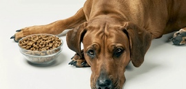 Почему собака перестала есть корм?