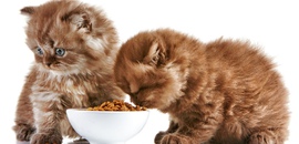 Как часто кормить котенка