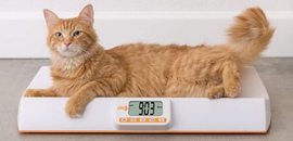 Сколько весит кошка?