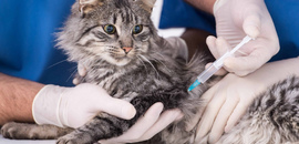 Вакцинация кошек от бешенства