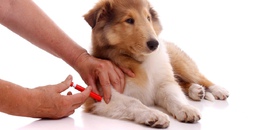 Нужны ли прививки собаке?
