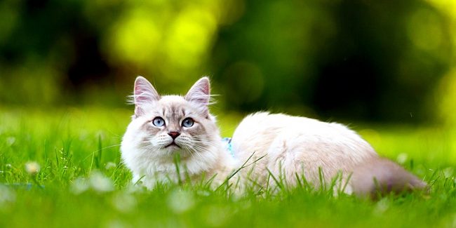 Стерилизация кошек: цены, особенности процедуры – Ветеринарная клиника  «РуВет» - РуВет